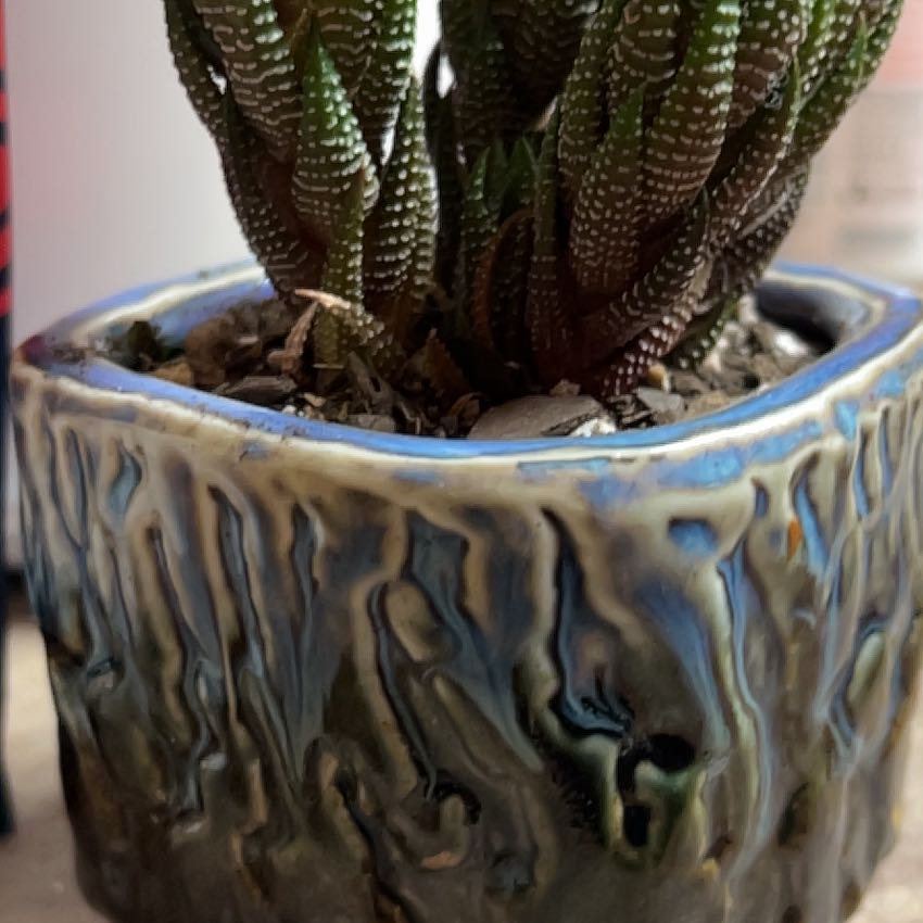 Photo of the plant species Haworthia coarctata f. conspicua by @Bisondawn named Lola on Greg, the plant care app