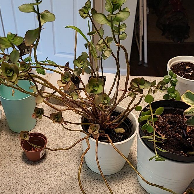 Keep Your Kalanchoe rosei Alive: Light, Water & Care Instructions