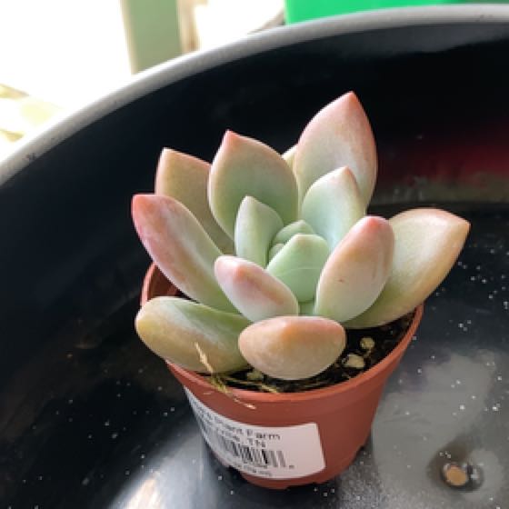 Photo of the plant species Blue Balloon Echeveria by @MarkedBoxholly named Athena on Greg, the plant care app
