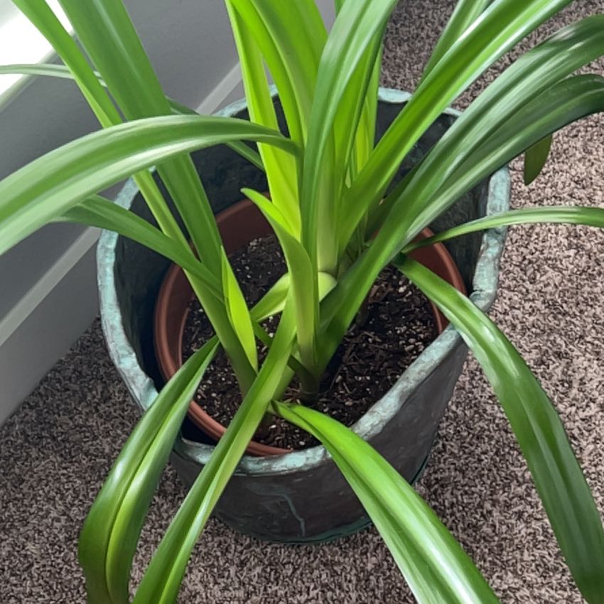 Beach Spiderlily plant in a pot with healthy green leaves and visible soil.
