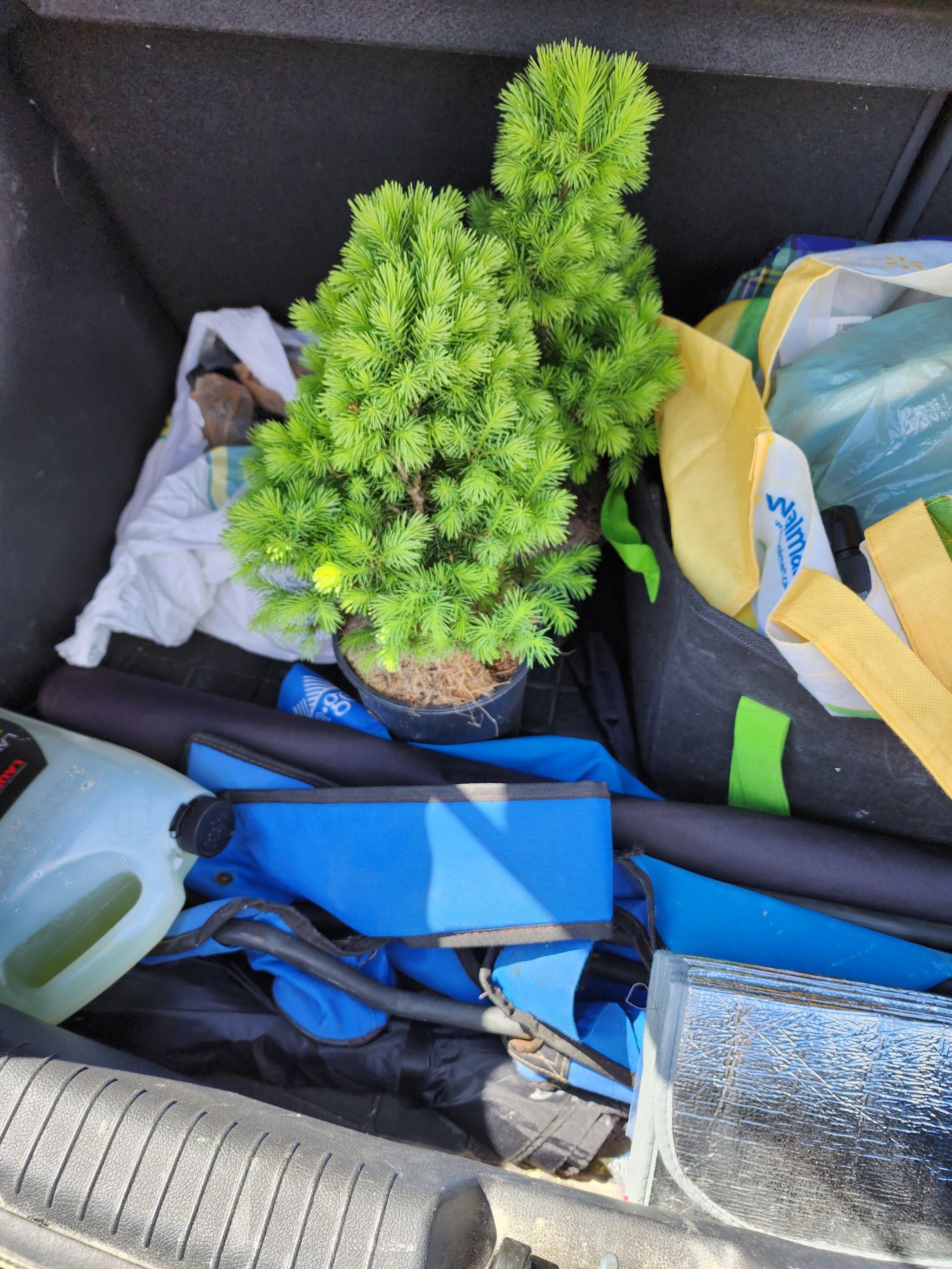 Dwarf Alberta Spruce plant in a car trunk with vibrant green foliage.