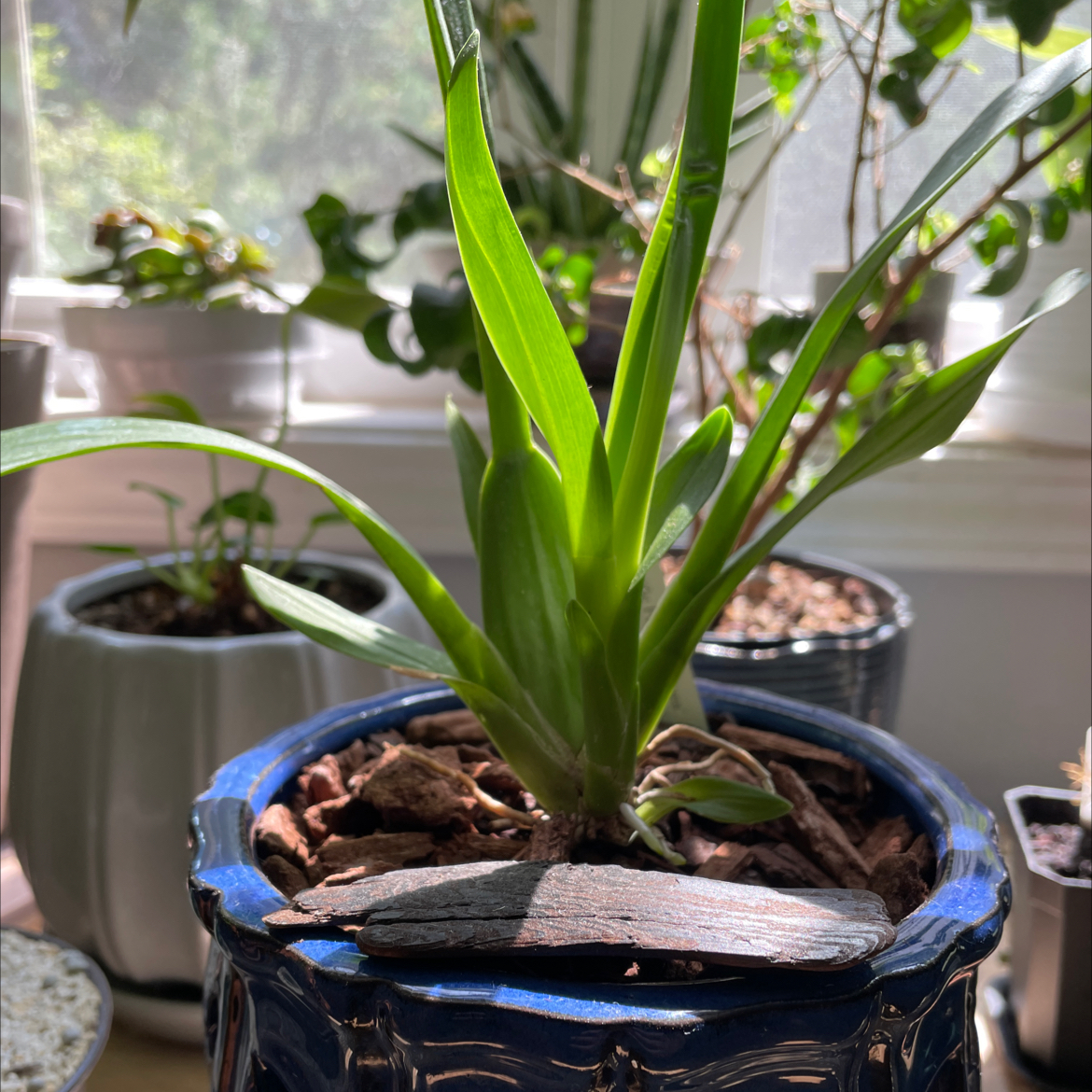 Photo of the plant species Kilauea, Dancing Lady by @GratefulPNWgirl named Girlfrond on Greg, the plant care app