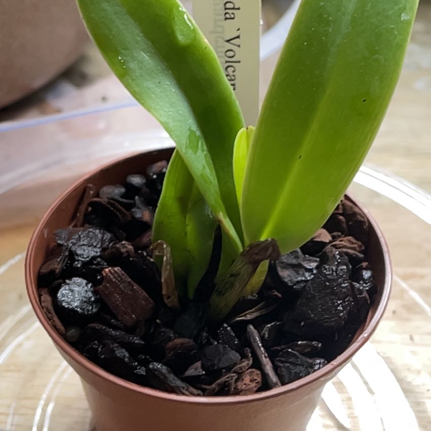 Photo of the plant species Hula Lalau Volcano Queen Orchid by @GratefulPNWgirl named Diana on Greg, the plant care app