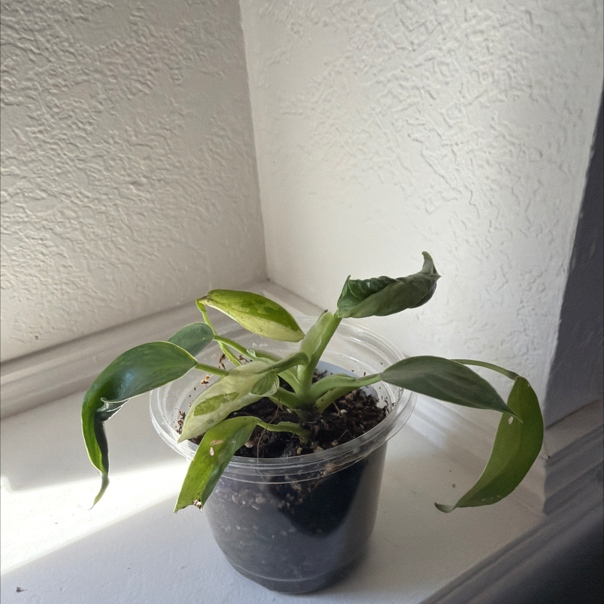 Photo of the plant species Philodendron Jose Bueno Fiesta by @TricksterAngel named Baldr on Greg, the plant care app