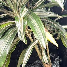 Photo of the plant species Dracaena Jade Jewel by @TricksterAngel named Fortune on Greg, the plant care app