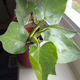 Photo of the plant species Philodendron White Wizard by @TricksterAngel named Gandalf on Greg, the plant care app