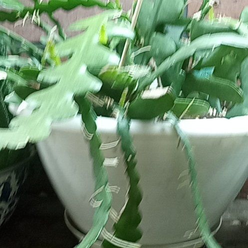 Photo of the plant species Zig Zag Plant by @LastingGraypine named Peter Parker on Greg, the plant care app