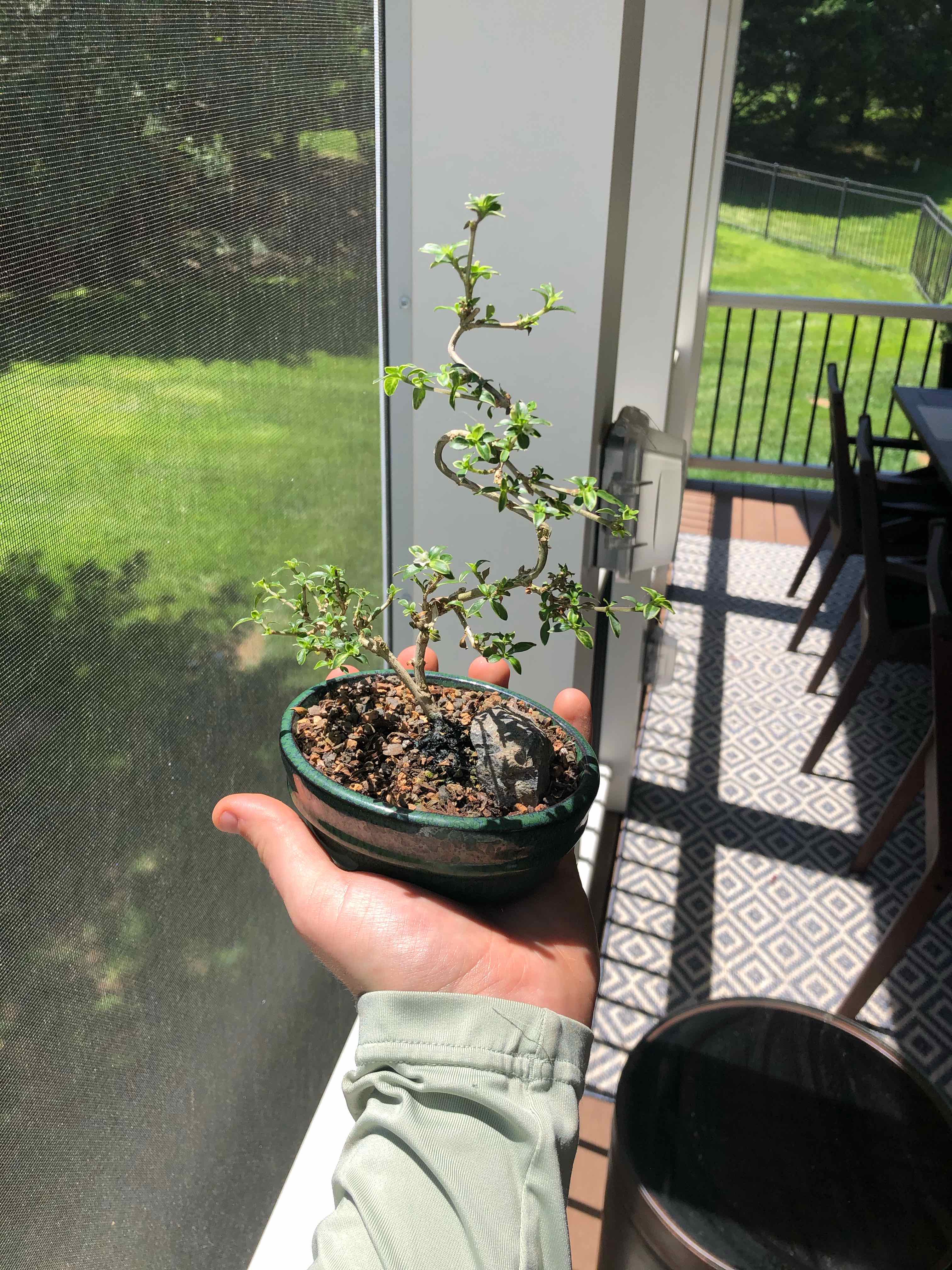 A healthy potted Snowrose plant being held by a person, with visible soil.