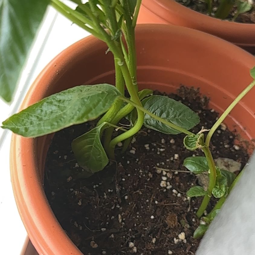 Potted Abutilon Pictum plant with green leaves and visible soil.