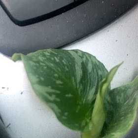 Photo of the plant species Schismatoglottis Thailand by @JauntyPinklaui named Marley on Greg, the plant care app