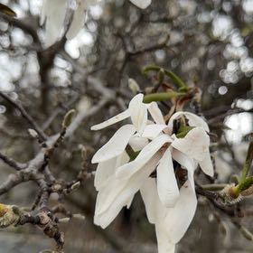 Photo of the plant species Serviceberry by @MomentousEndive named Dolores on Greg, the plant care app
