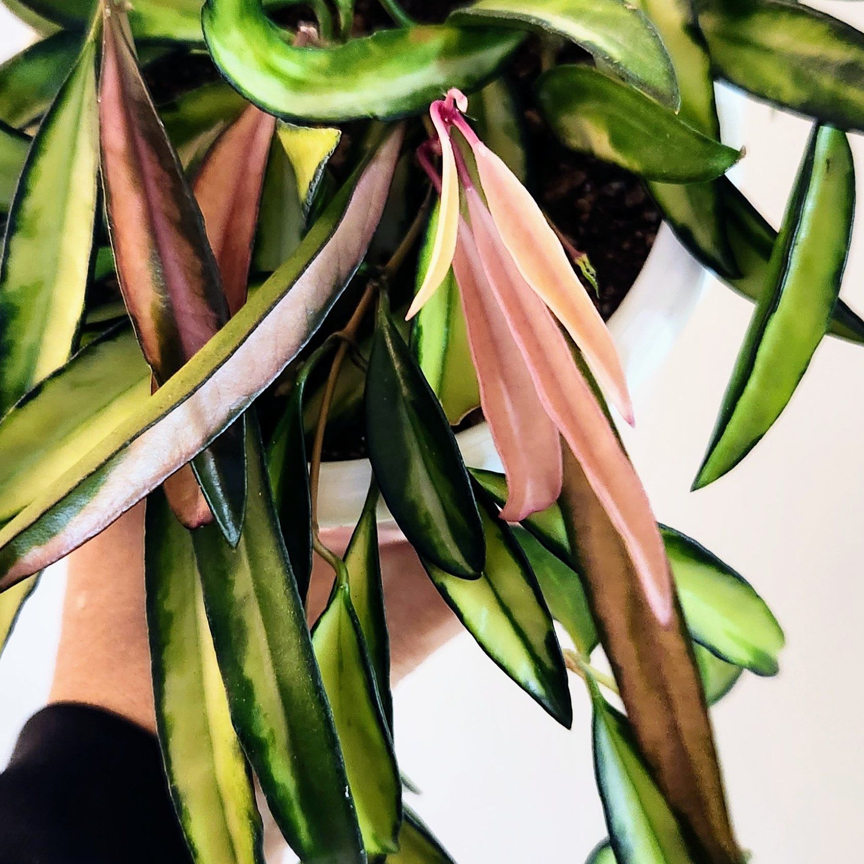 Variegated Hoya wayetii plant with green, yellow, and reddish leaves. Hand holding the plant.