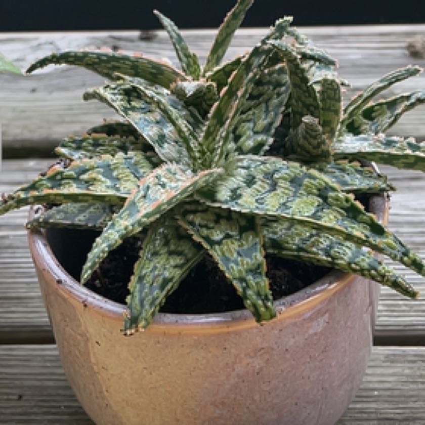 Photo of the plant species Wrasse by @FourstarCatmint named Surya on Greg, the plant care app