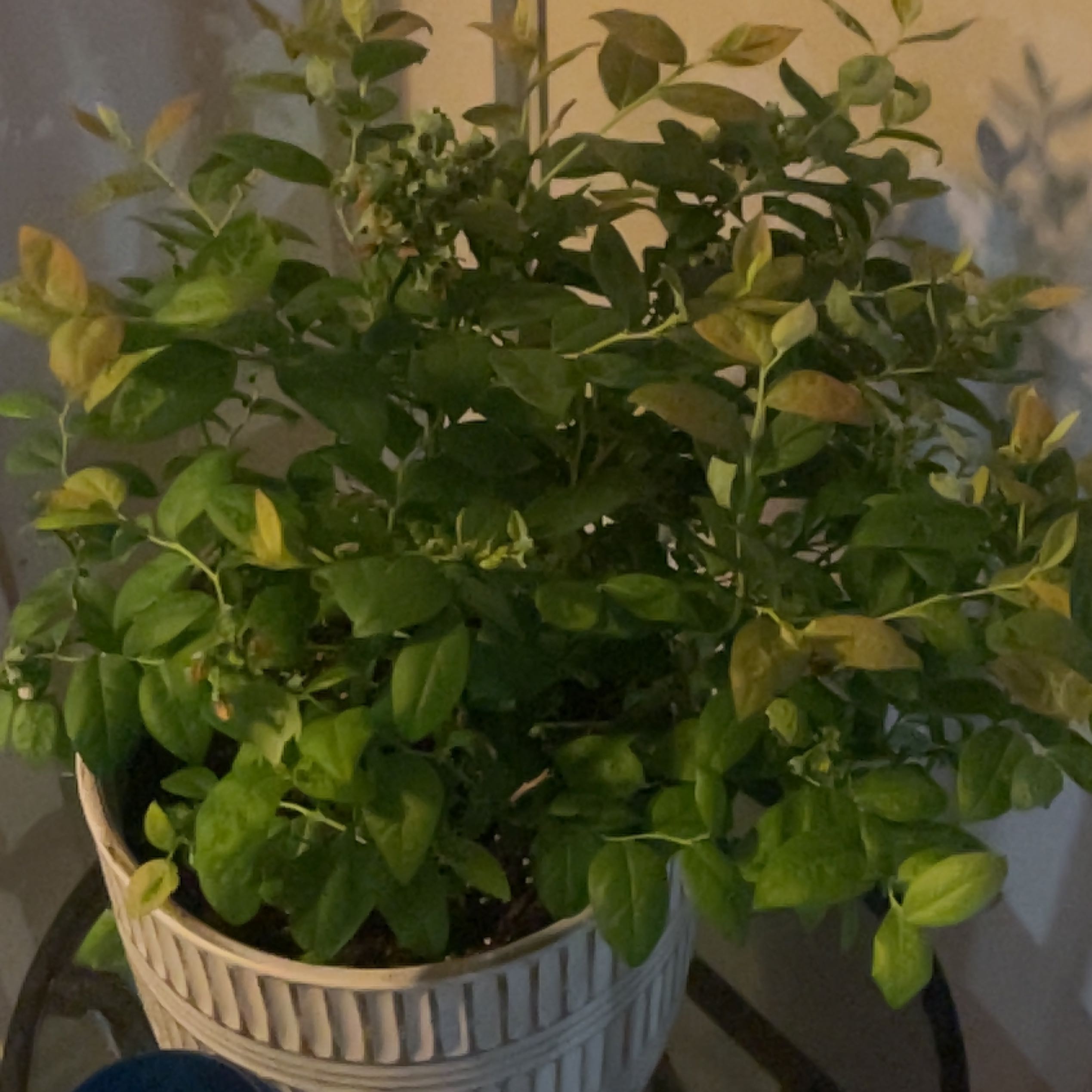 Photo of the plant species Pink Icing Blueberry by @TiptopWasabi named Kesha on Greg, the plant care app