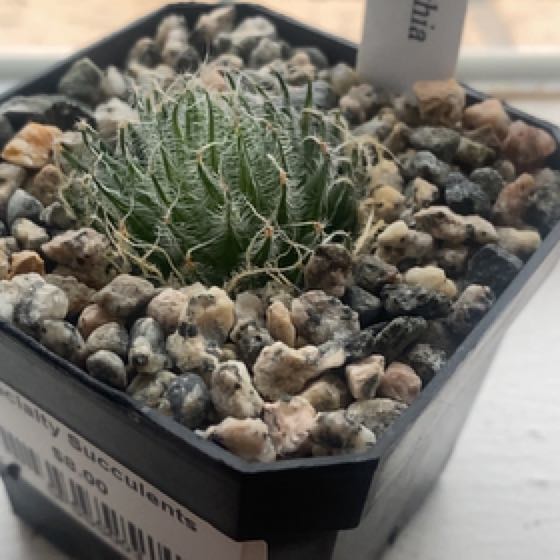 Photo of the plant species Haworthia bolusii by @SoulfullyTipa named Huckleberry Fern on Greg, the plant care app