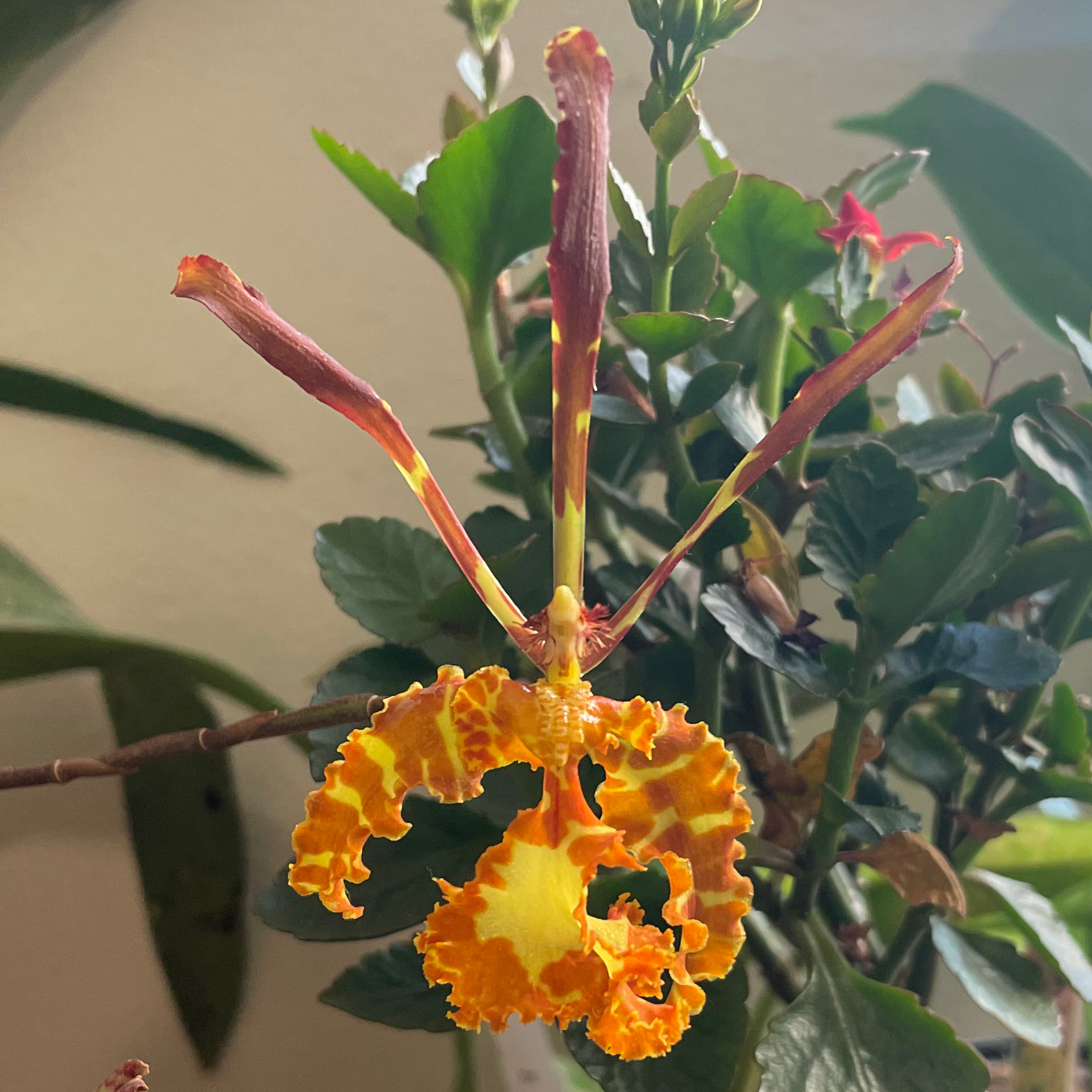 Sanderae x Sib