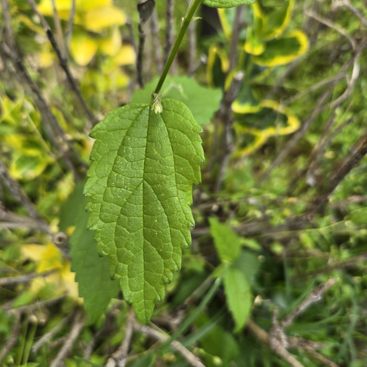 Close-up of an Anise-Hyssop leaf with some background leaves showing yellowing.