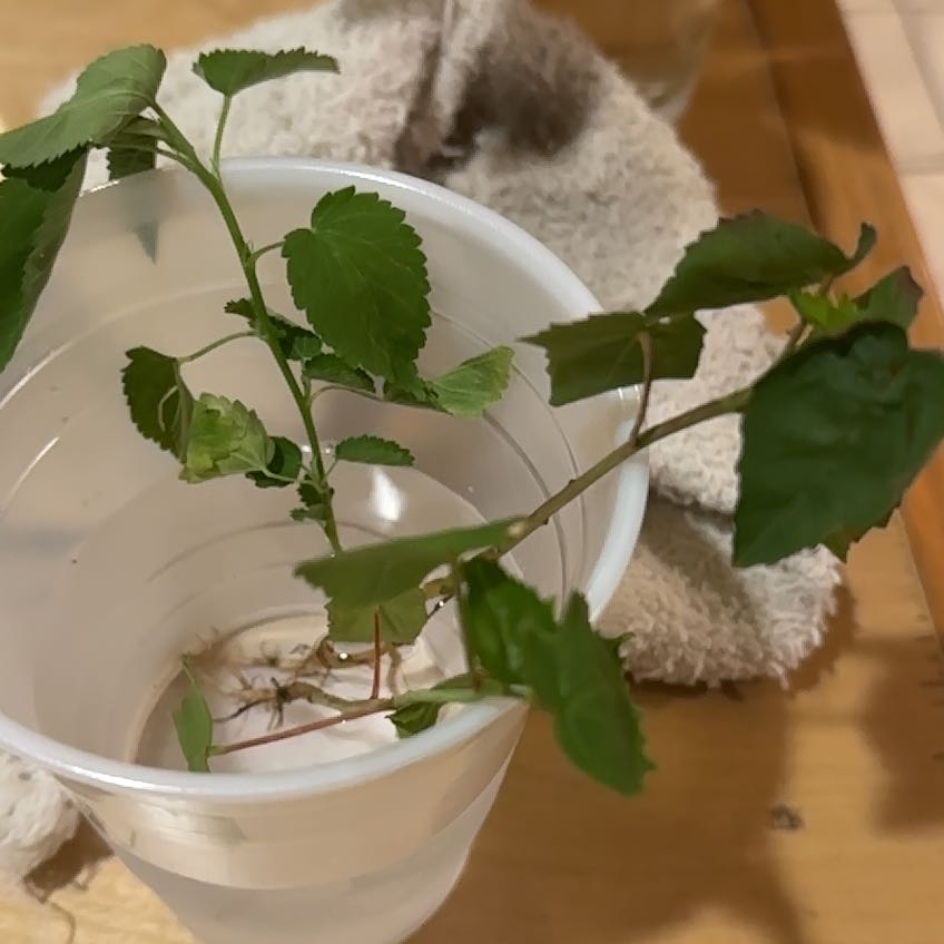 Photo of the plant species Texas Star by @YokePignut named Foxxy on Greg, the plant care app