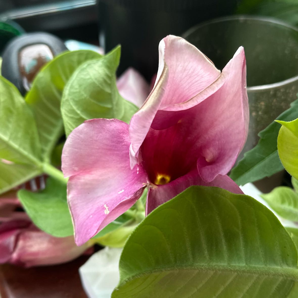 Photo of the plant species Jubaea by @YokePignut named Mollie on Greg, the plant care app
