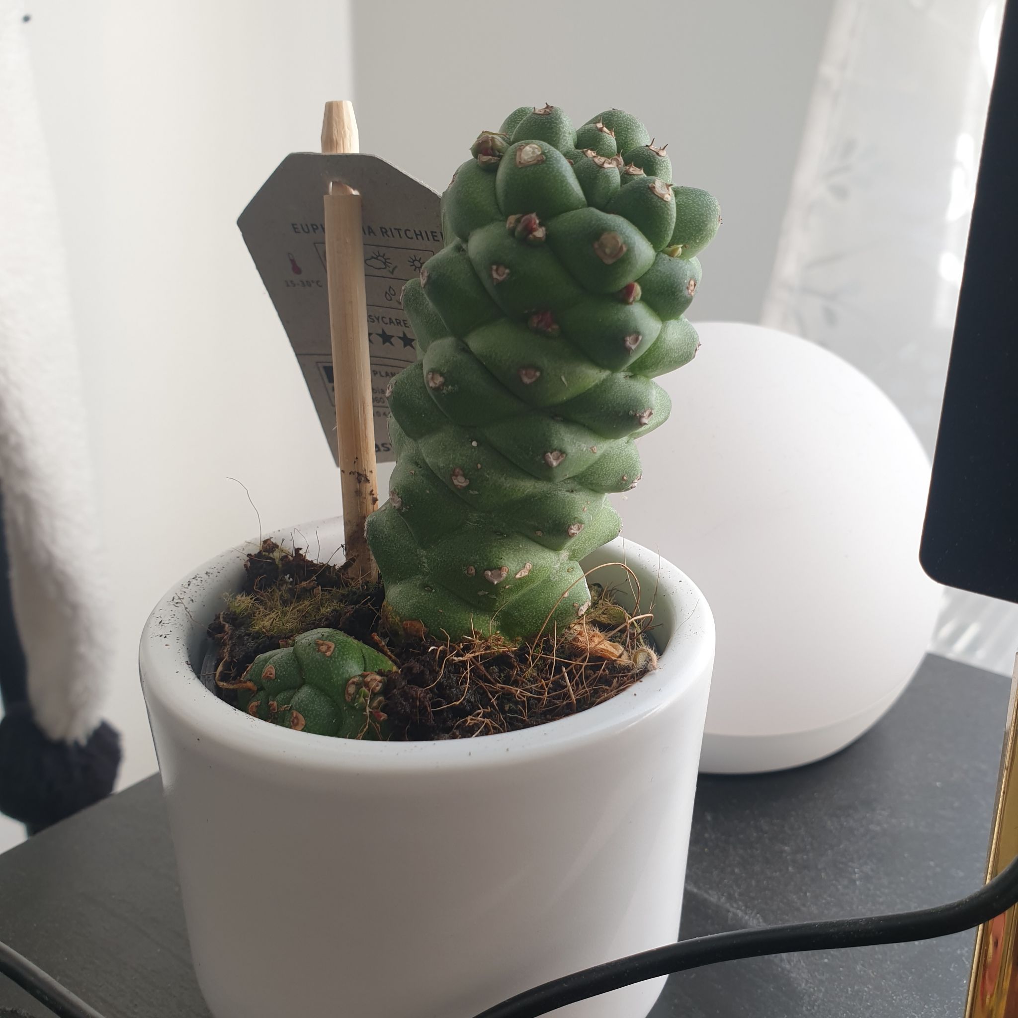 Euphorbia ritchiei plant in a white pot, healthy and well-framed.