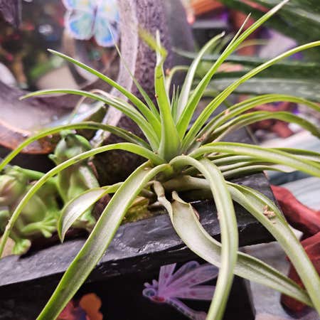 Photo of the plant species Tillandsia fuego by @DurableMira named Marilyn on Greg, the plant care app