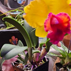 Cattleya Orchid plant