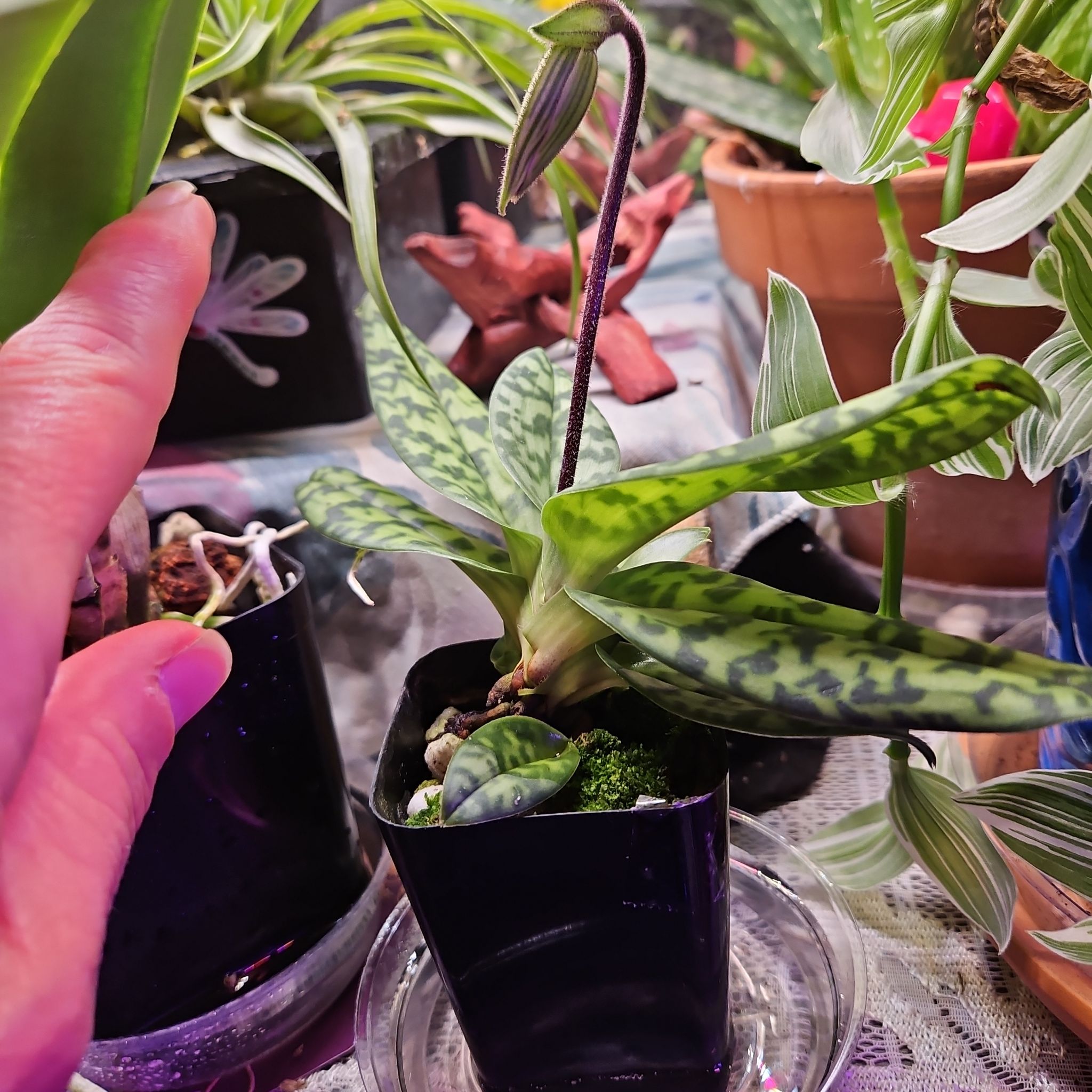 Photo of the plant species Paph sukhakulii by @DurableMira named Orchid Paphiopedilum Lawrenceanum sukhakulii on Greg, the plant care app