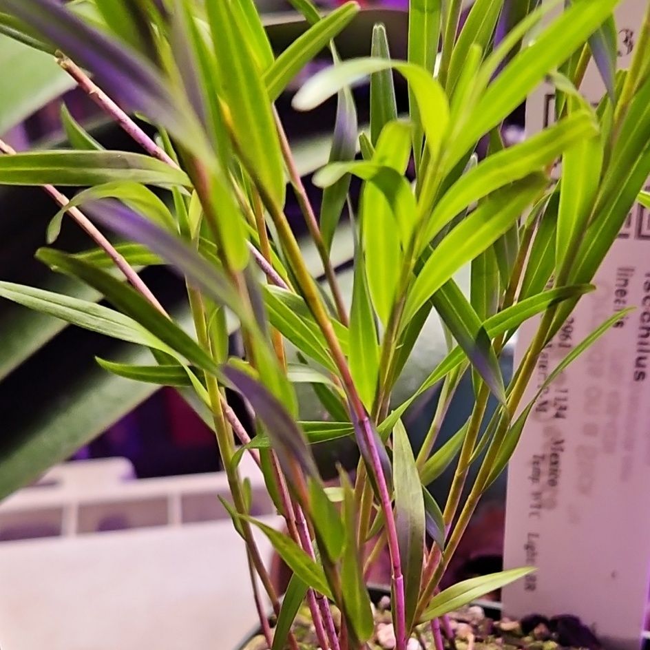 Photo of the plant species Night Scented Orchid by @DurableMira named Isochilus linearis on Greg, the plant care app