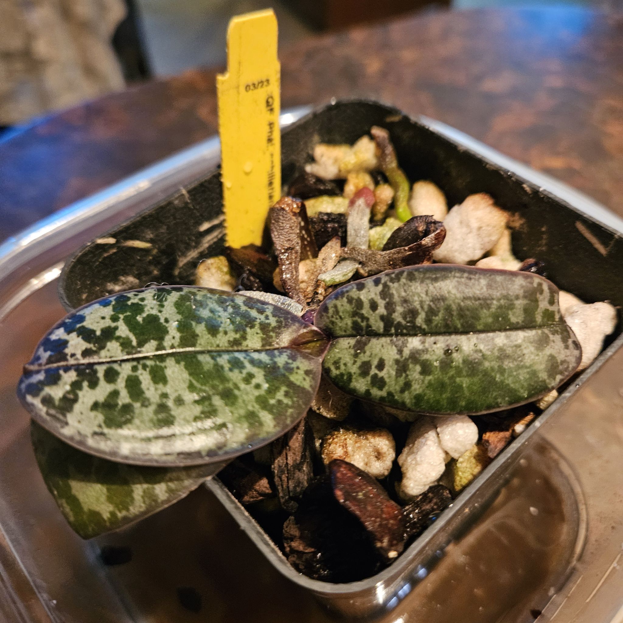 Photo of the plant species Phalaenopsis schilleriana by @DurableMira named Schilleriana on Greg, the plant care app