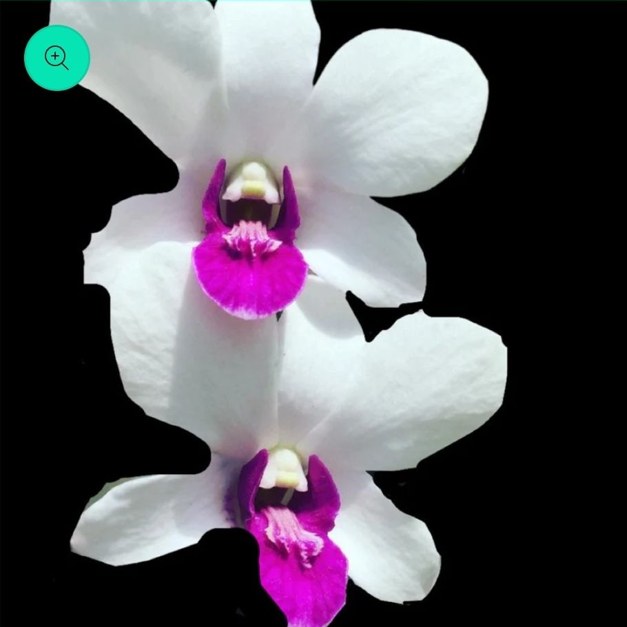 Photo of the plant species Hooded Orchid by @DurableMira named Buarana Charming on Greg, the plant care app