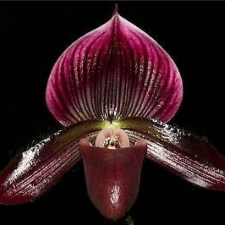 Photo of the plant species Slipper Orchid by @DurableMira named Magic Cherry on Greg, the plant care app