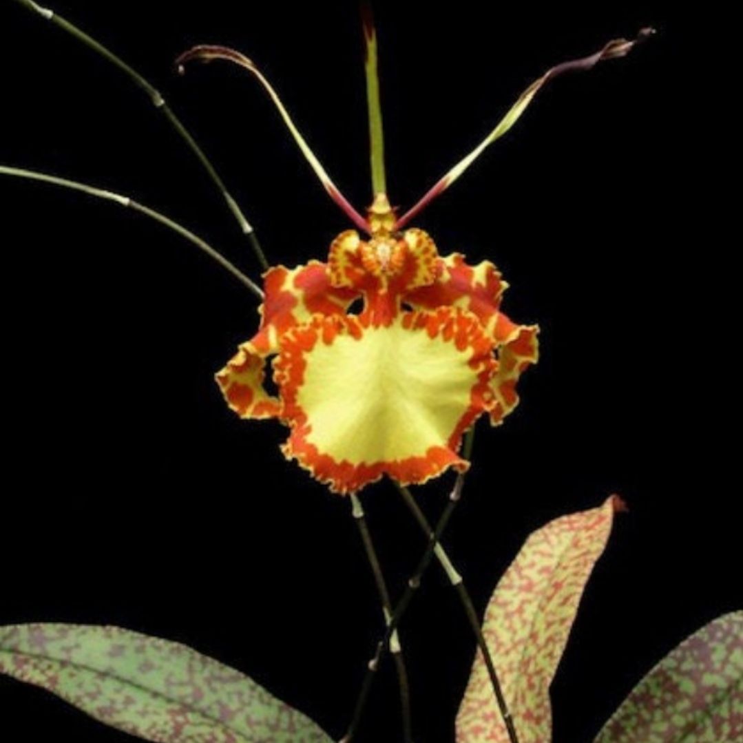Photo of the plant species Psychopsis mendenhall 'Hildos' by @DurableMira named Psychopsis Mendenhall on Greg, the plant care app