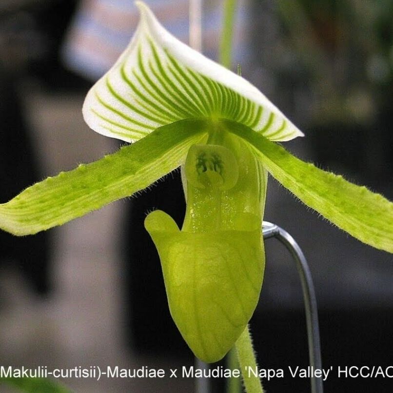 Photo of the plant species Paphiopedilum 'Maudiae Femma' by @DurableMira named Makuli-Curtisii Paphiopedilum on Greg, the plant care app