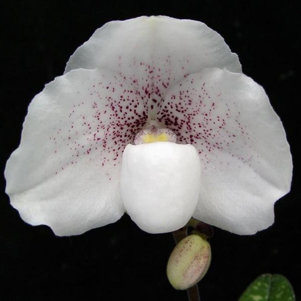Photo of the plant species Lady Slipper Orchid by @DurableMira named Greyi Godefroyae x Niveum on Greg, the plant care app