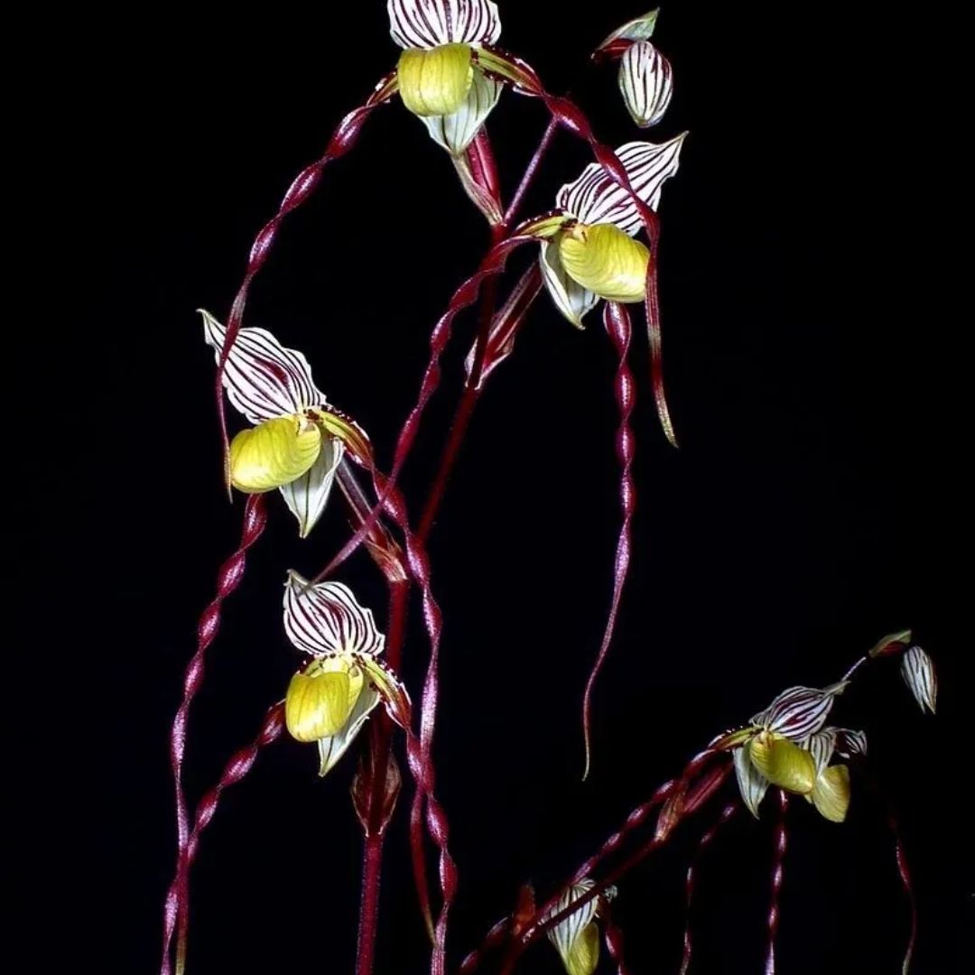 Photo of the plant species Vivacious Orchid by @DurableMira named HiLo Twist Philippines on Greg, the plant care app