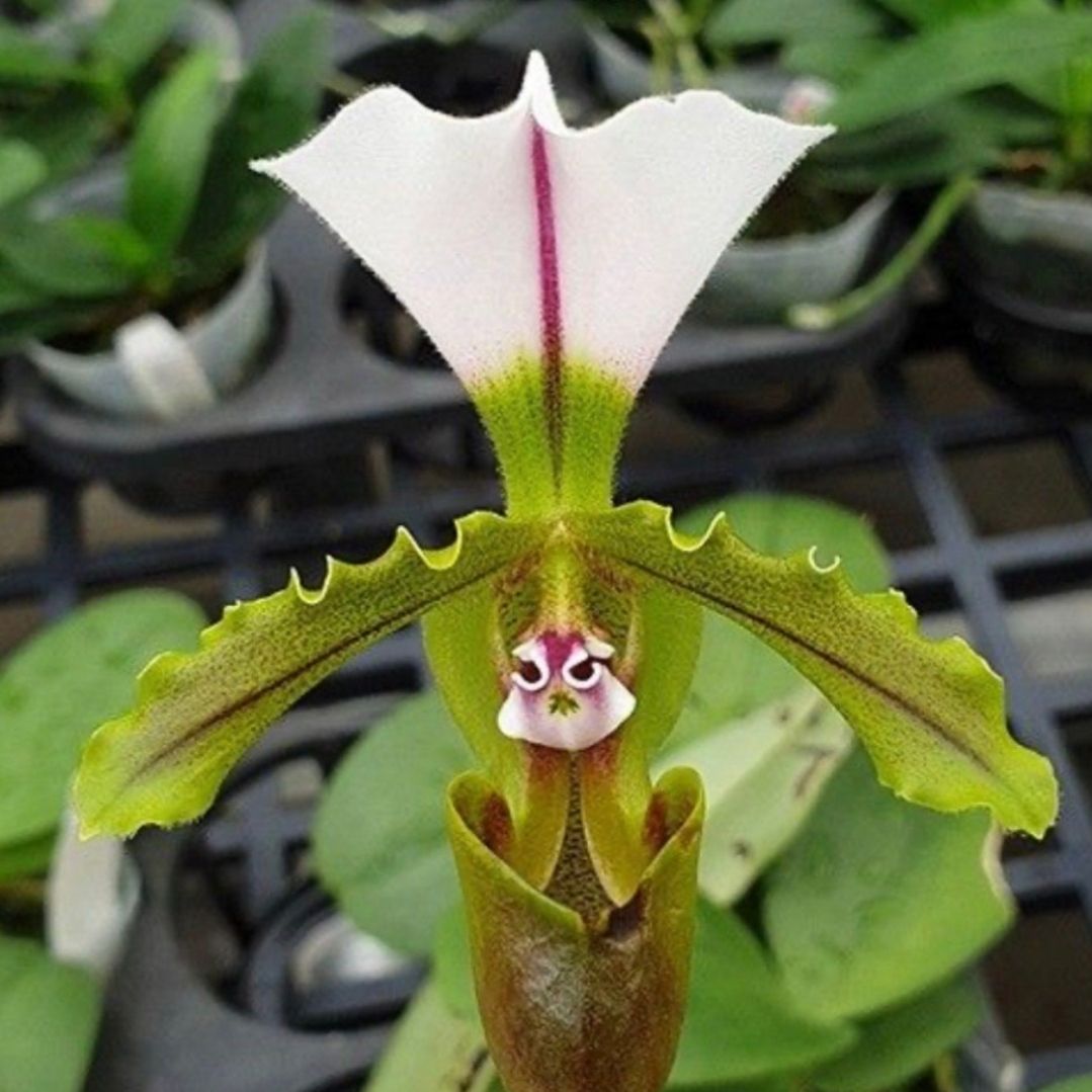 Photo of the plant species Lady Slipper Orchid by @DurableMira named Spicerianum x sib on Greg, the plant care app