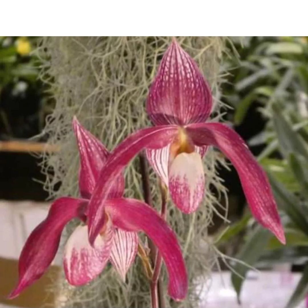 Photo of the plant species Slipper orchid by @DurableMira named Wossner Vietnam Star on Greg, the plant care app