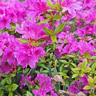 Pontian Rhododendron plant in Marion, Ohio