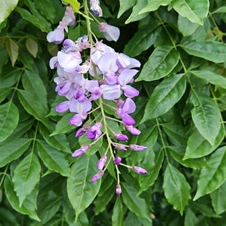 Chinese Wisteria plant in Marion, Ohio
