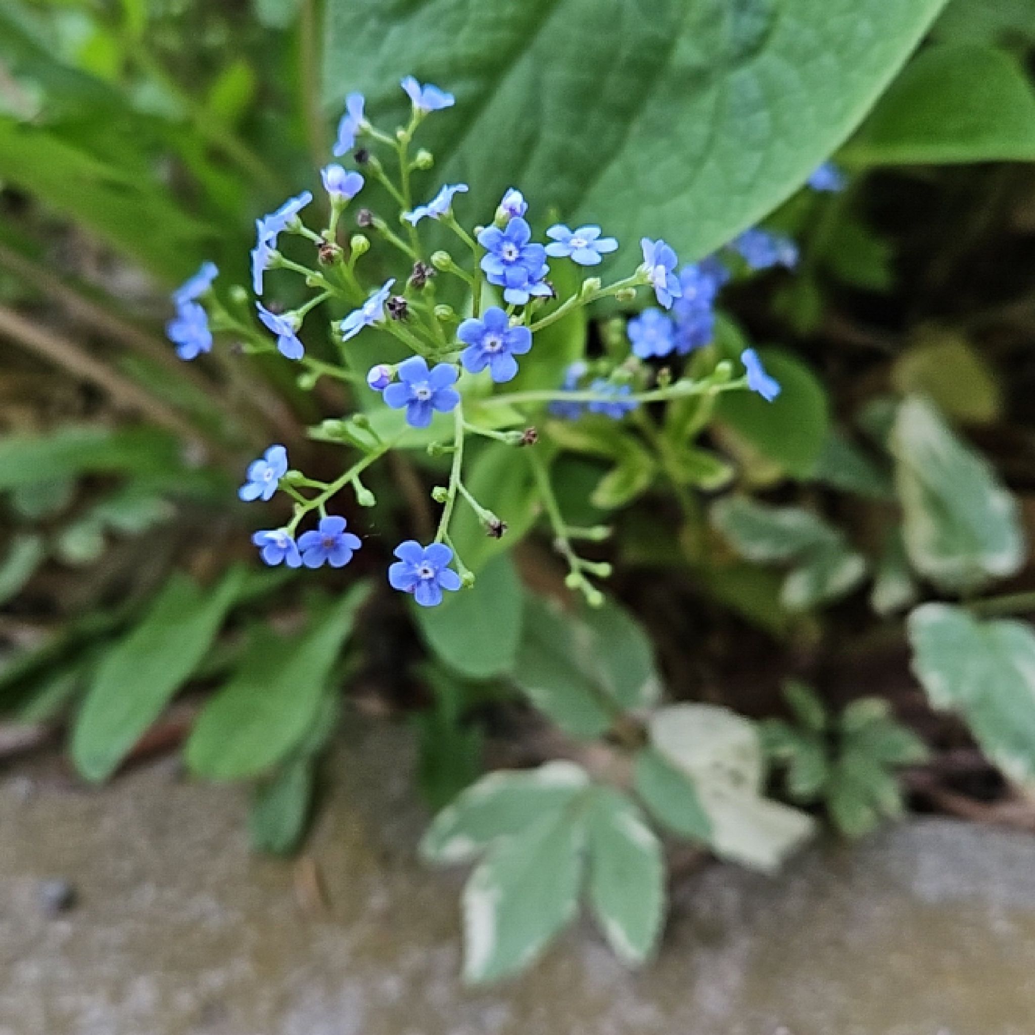 false Forget-Me-Not plant with small blue flowers and green leaves.