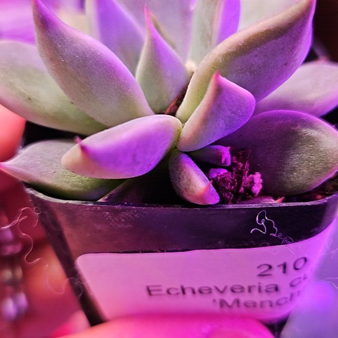 Photo of the plant species Echeveria cuspidata Rose by @DurableMira named Cupids Rose on Greg, the plant care app