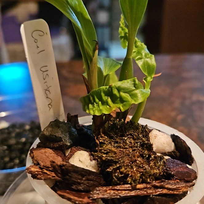 Photo of the plant species Loose Coelogyne by @DurableMira named ORCHID Coelogyne usitana X sib on Greg, the plant care app