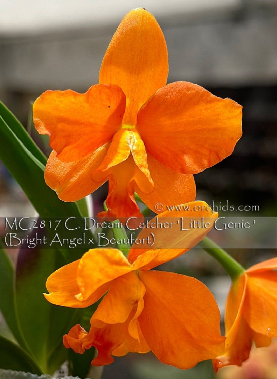 Photo of the plant species Cattleya Orchid by @DurableMira named Dream Catcher Little Genie on Greg, the plant care app