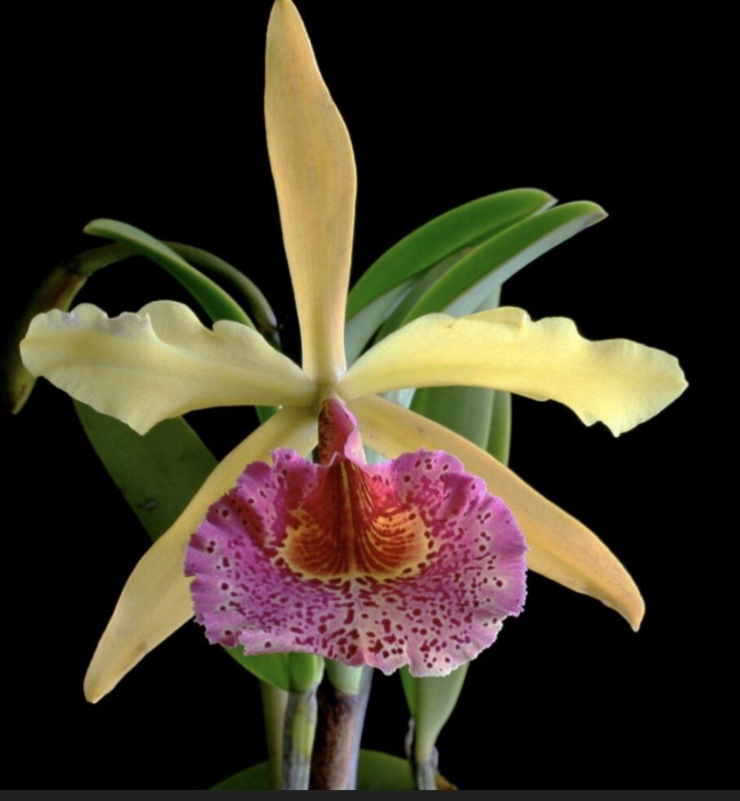 Photo of the plant species Hooded Orchid by @DurableMira named Dragonfly on Greg, the plant care app
