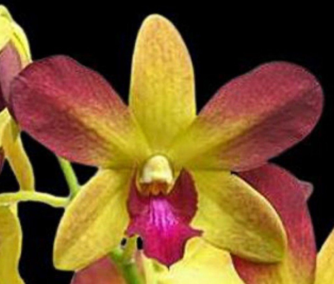 Photo of the plant species Hooded Orchid by @DurableMira named Gift of God on Greg, the plant care app