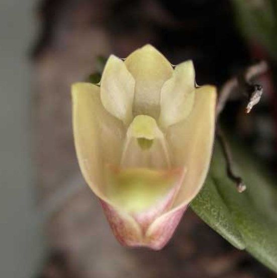 Photo of the plant species Lion-Like Dendrobium by @DurableMira named Leonis on Greg, the plant care app