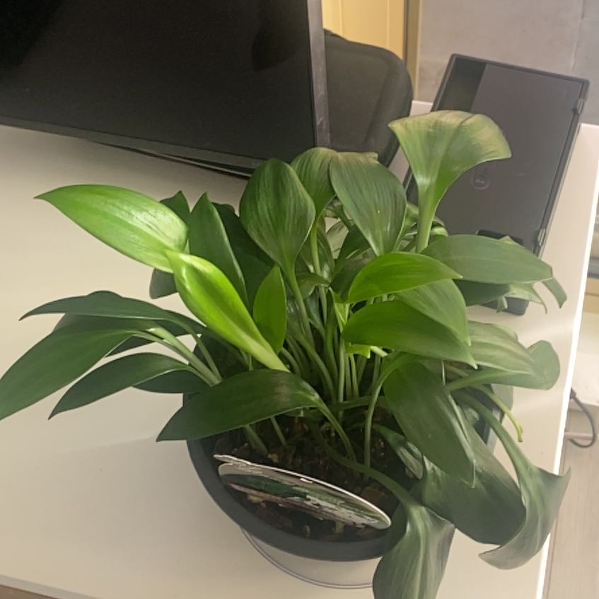 Photo of the plant species Green Supreme by @JesterApplemint named Osmo on Greg, the plant care app