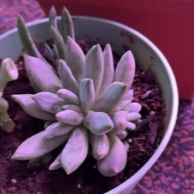 Photo of the plant species Pachyphytum compactum f. cristata by Plant parent named Pantene on Greg, the plant care app