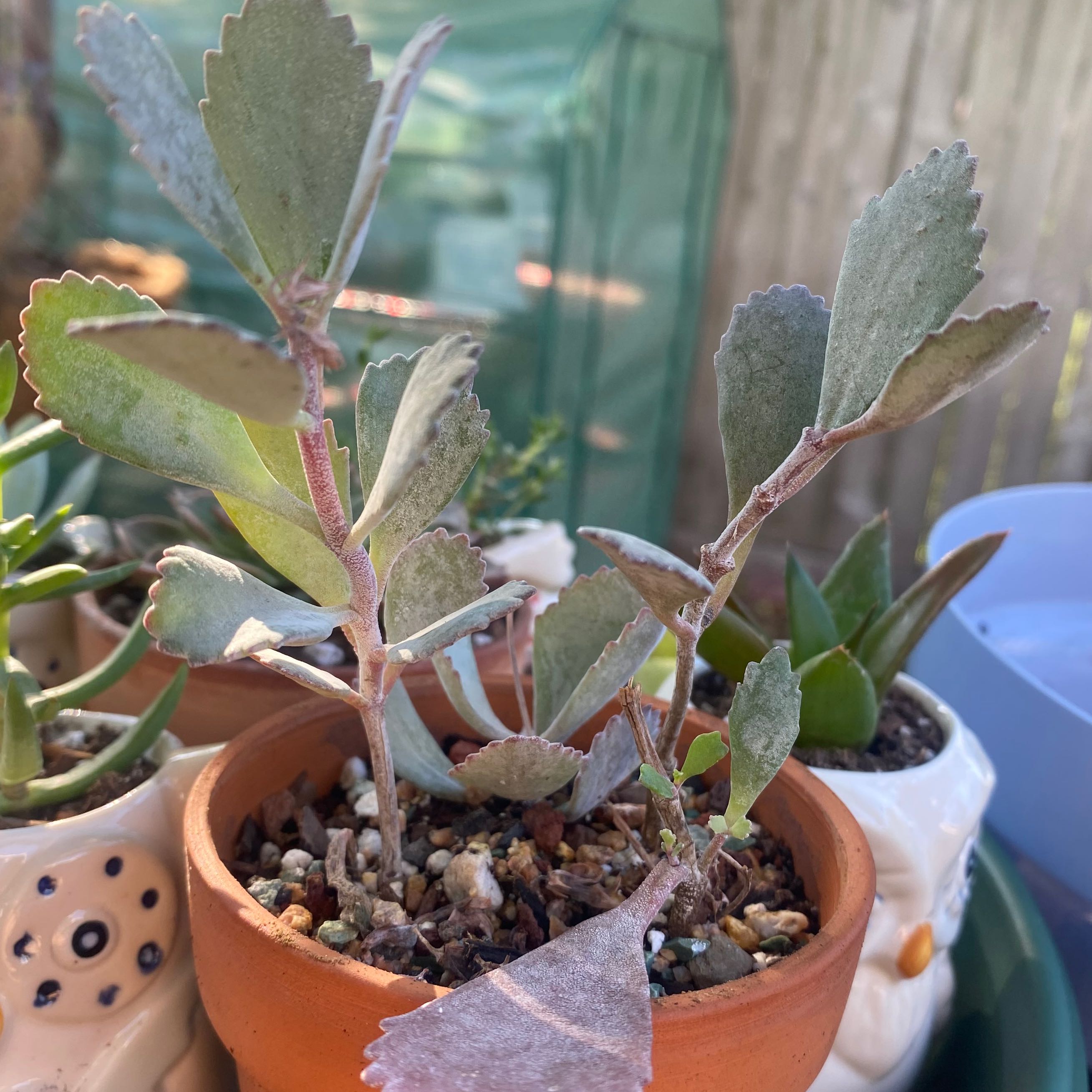 Potted Flower Dust Plant with thick, serrated leaves in a well-drained soil.