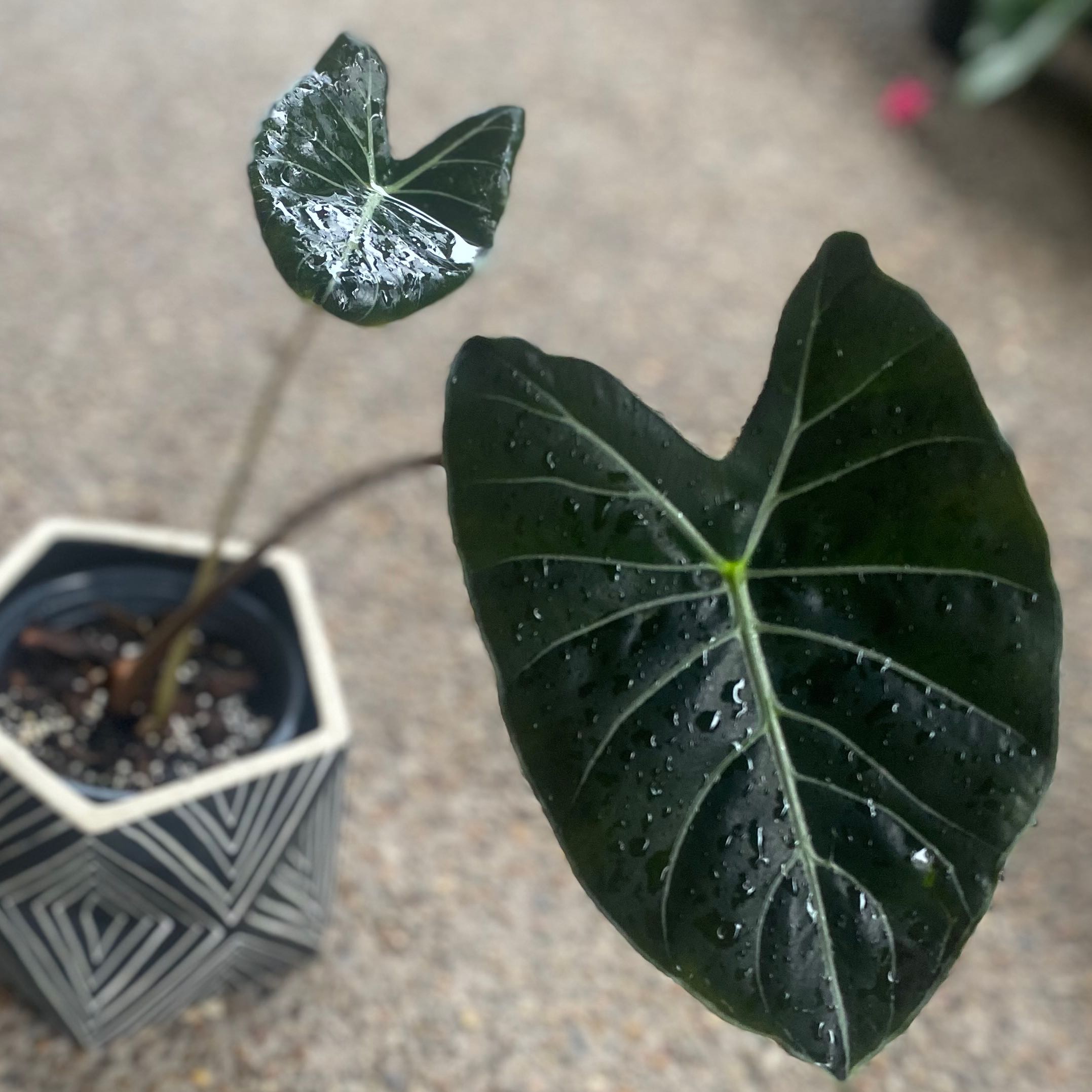 Photo of the plant species Alocasia 'Ebony' by @BriBebe named Mochi on Greg, the plant care app